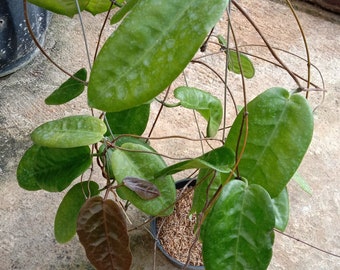 Hoya Megalaster Big Size  Sp Papua Free Phytosanitary Certificate Fast Shipping