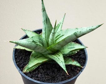 Sansevieria Hybrid Kasih Free Phytosanitary Certificate Fast Shipping