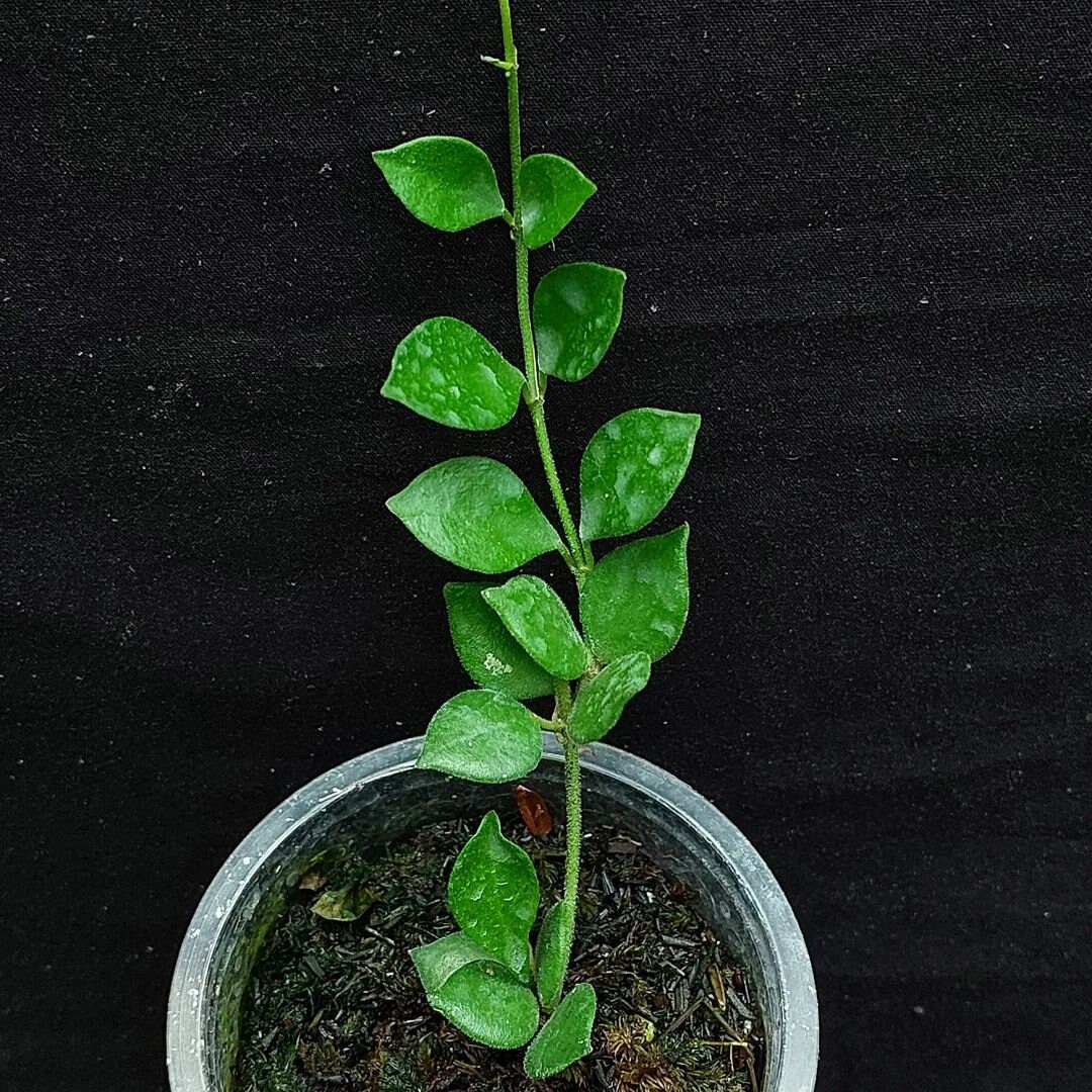 Hoya Mini mamasa SSP longicorolla (rare) - Bolang Plant Garden