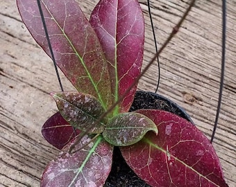 Hoya Buntokensis Red Leaves The most unique Hoya flower Rare to find!