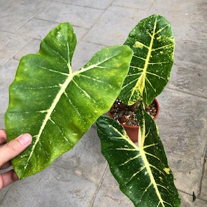 Alocasia new guinea gold - Etsy 日本