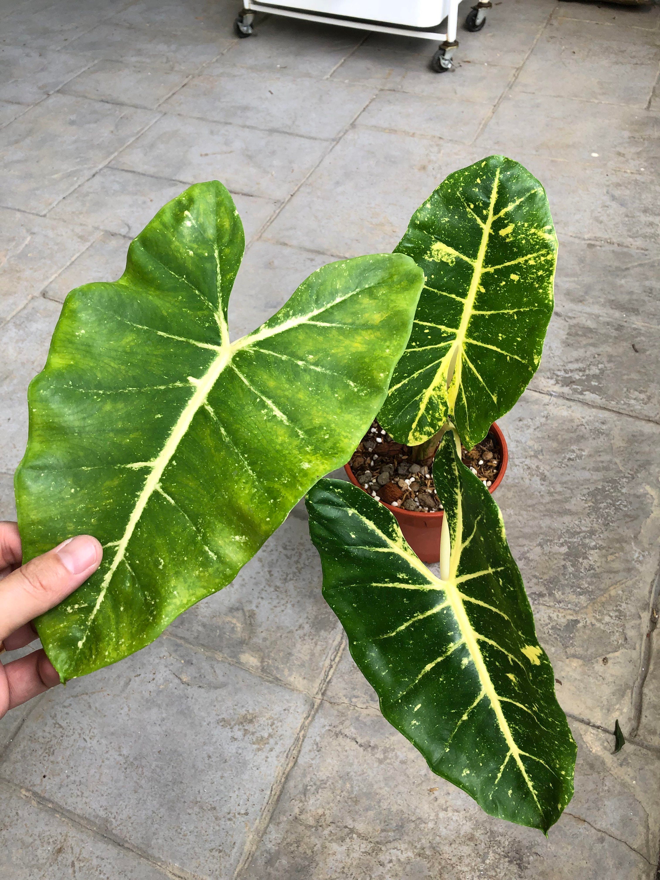 Alocasia new guinea gold - Etsy 日本