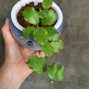 Hoya Endauensis Free Phytosanitary Certificate Fast Shipping