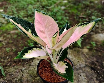 Wholesale Aglaonema Chocin Sutra Beautiful Leaves Rare to find! Free Phytosanitary Certificate Fast Shipping