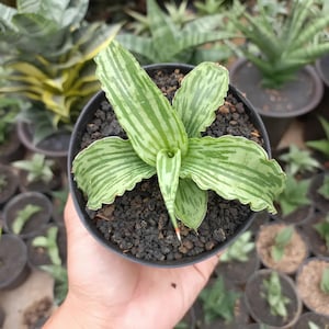Snow White Sansevieria - Etsy