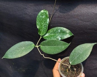 Wholesale Hoya Montana The most unique Hoya flower Rare to find! Free Phytosanitary Certificate Fast Shipping