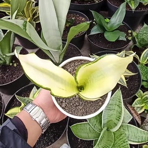 Sansevieria Golden Asahi Mutation Variegated Free Phytosanitary Certificate Fast Shipping