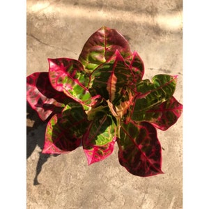 Codiaeum Variegatum Croton Red Turtle Free Phytosanitary certificate Fast Shipping