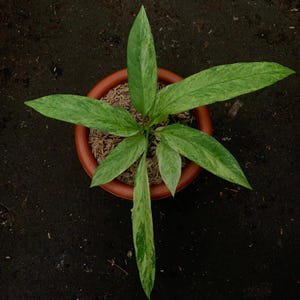 Anthurium Vittarifolium Variegated Small Free Phytosanitary Certificate Fast Shipping by DHL