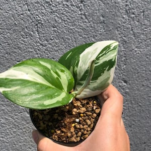 Scindapsus Treubii Moonlight Panaché Certificat phytosanitaire gratuit Expédition rapide