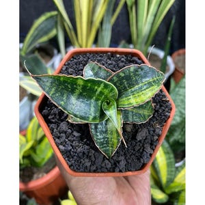 Sansevieria Fischeri Panaché Certificat phytosanitaire gratuit Expédition rapide