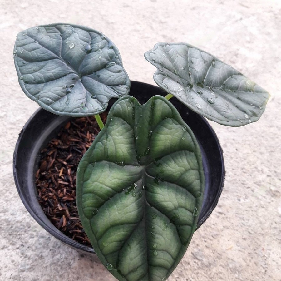 Variegated alocasia dragon scale - Etsy 日本 Variegated alocasia dragon scale - Etsy 日本