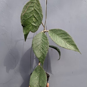 Hoya Sp Aceh Free Phytosanitary Certificate Fast Shipping