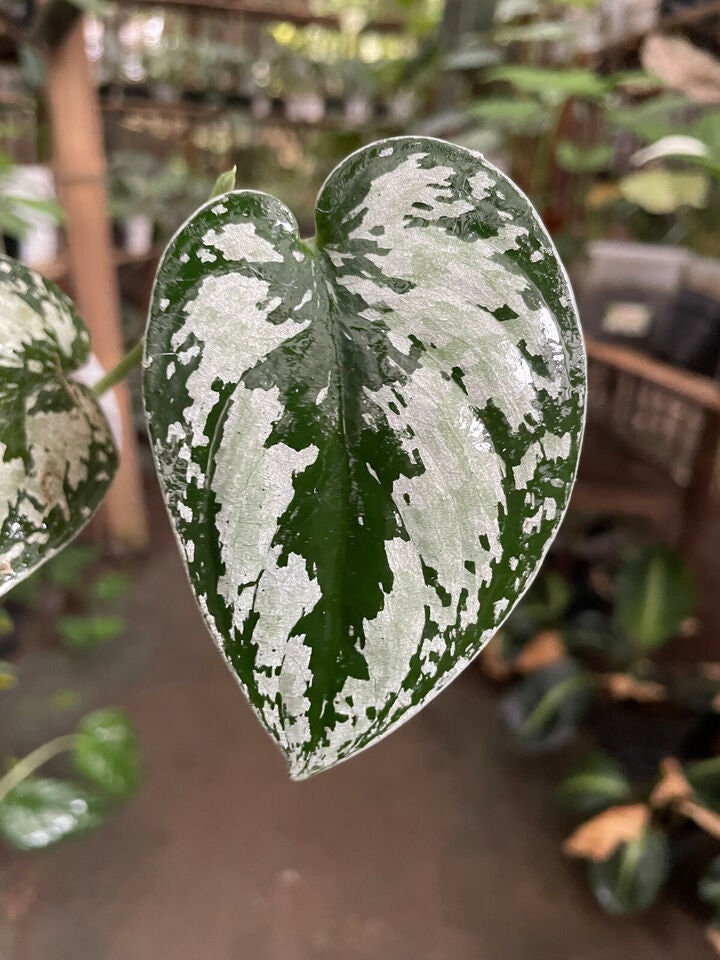 Scindapsus Tricolor Sp Borneo Free Phytosanitary Certificate Fast