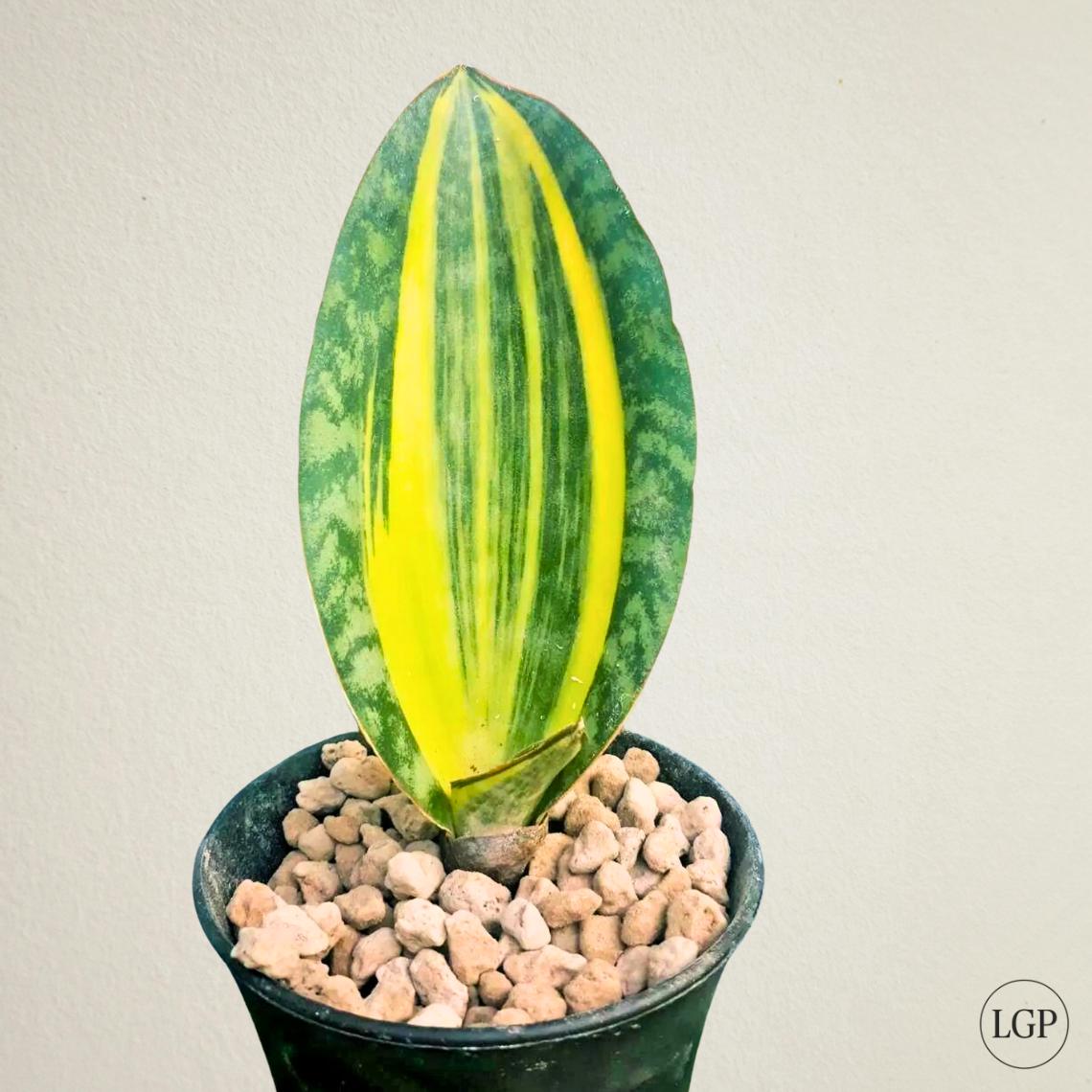 Sansevieria Masoniana Yellow Variegated Free Phytosanitary Certificate Fast Shipping