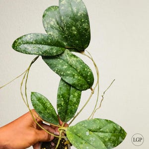 Hoya Forbesii Splash plante tropicale rare hoya