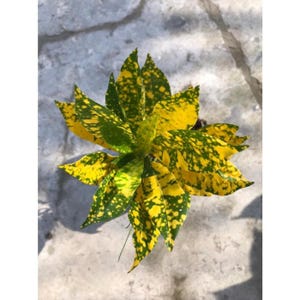 Codiaeum Variegatum Croton Hujan Emas Free Phytosanitary certificate Fast Shipping