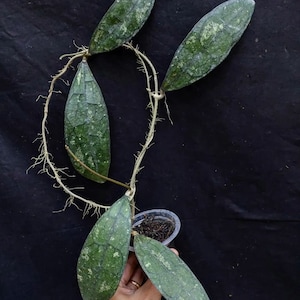 Hoya Clemensiorum Splash Free Phytosanitary Certificate Fast Shipping