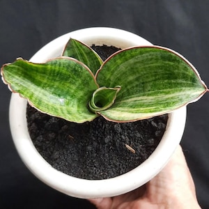 Sansevieria Mason Bowl Variegated Free Phytosanitary Certificate Fast Shipping