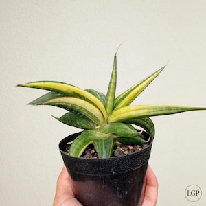 Sansevieria Paten Variegated Free Phytosanitary Certificate Fast Shipping