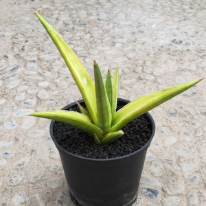 Sansevieria Rough Kenya Variegated Free Phytosanitary Certificate Fast Shipping
