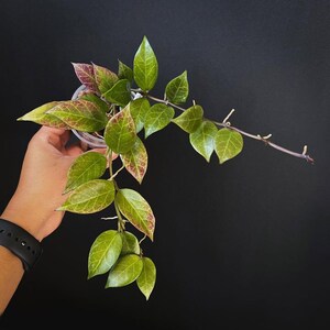 Hoya Sunrise  Free Phytosanitary Certificate Fast Shipping