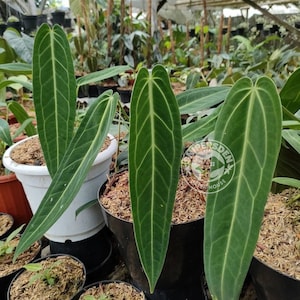 Certificat phytosanitaire gratuit d&#39;Anthurium Warocqueanum de taille moyenne Expédition rapide par DHL