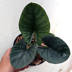 Alocasia Reginae Free Phytosanitary Certificate Fast Shipping