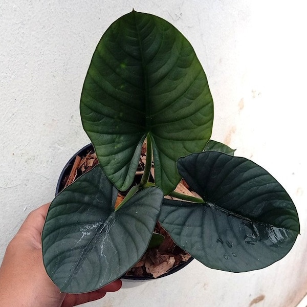 Alocasia Reginae Certificat phytosanitaire gratuit Expédition rapide par DHL