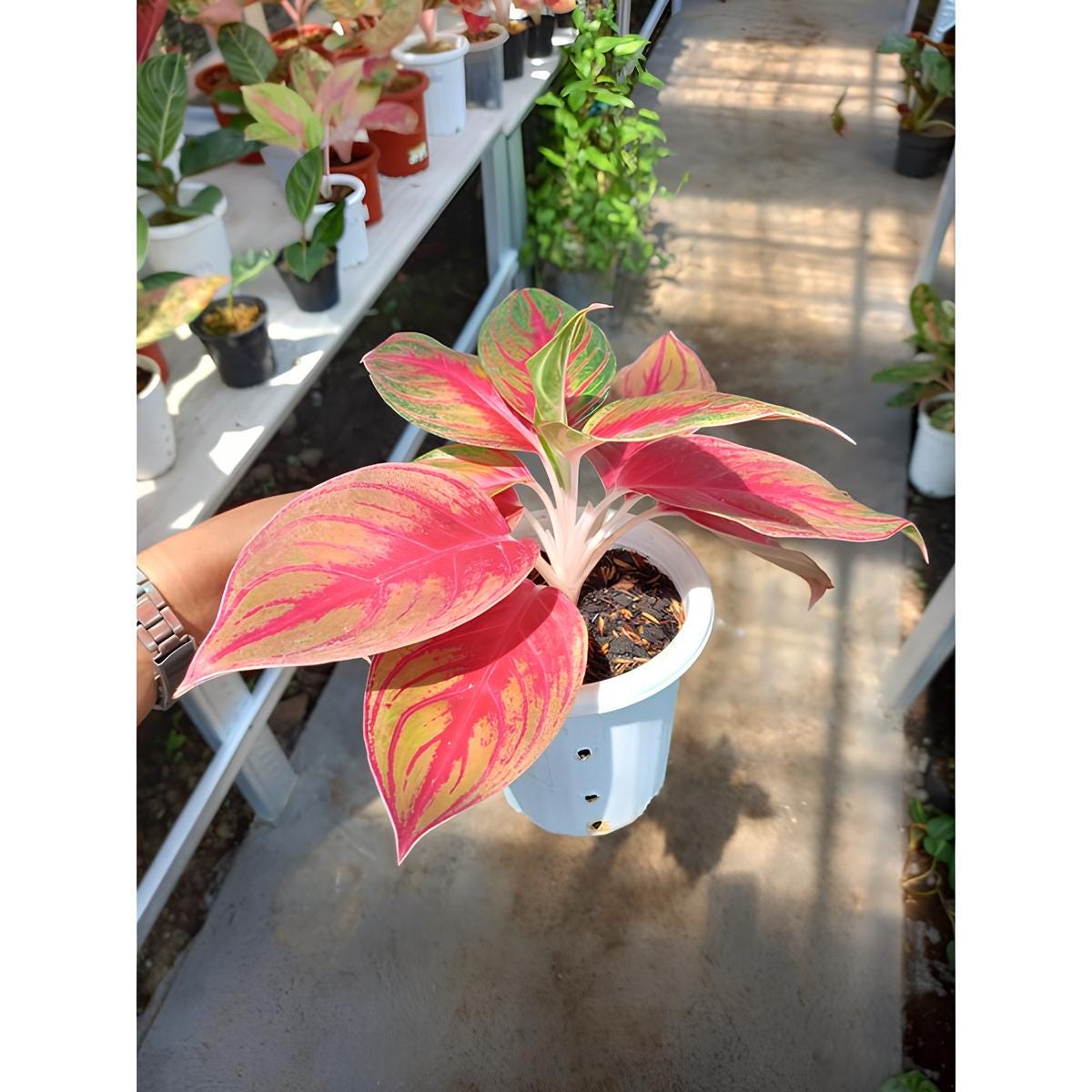 Aglaonema Shakuntala Rare to Find! Free Phytosanitary