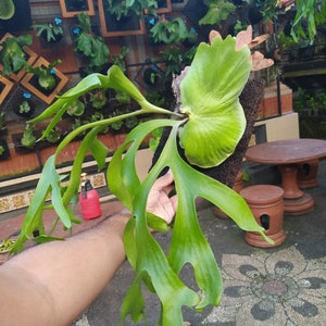 Platycerium Coronarium, Das Einzigartigste zu finden!  Schneller Versand