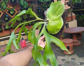 Platycerium Coronarium, Das Einzigartigste zu finden!  Schneller Versand