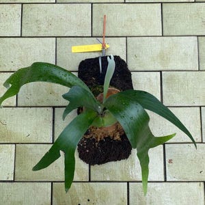Platycerium Foong Siqi, Das Einzigartigste zu finden!  Schneller Versand