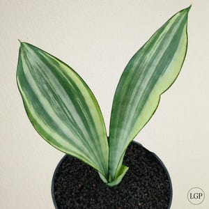 Sansevieria Moonshine Variegated Free Phytosanitary Certificate Fast Shipping