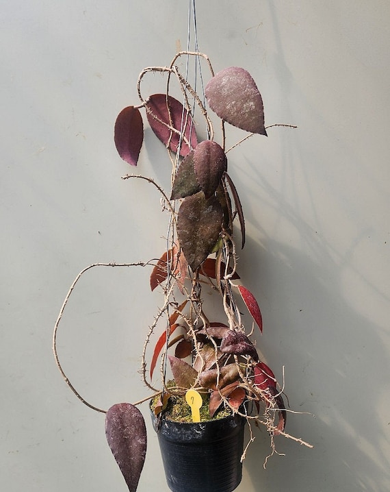 Hoya Caudata Red Leaves Rare Tropical Plant - Etsy