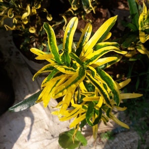 Codiaeum Variegatum Croton Yellow drill Free Phytosanitary certificate Fast Shipping