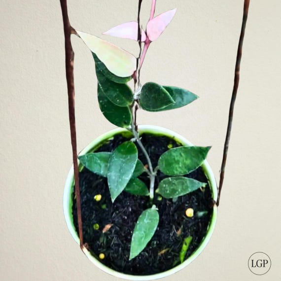 Hoya Lacunosa Kayas Rare Flowering Tropical Plant - Etsy