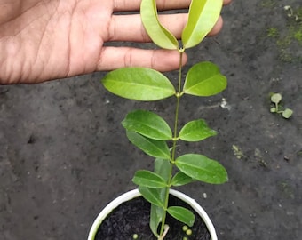 Wholesale Hoya Medusa The most unique Hoya flower Rare to find! Free Phytosanitary Certificate Fast Shipping