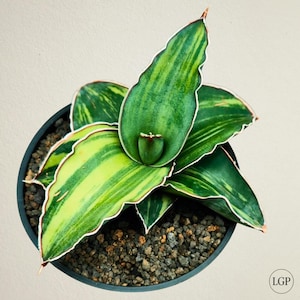 Sansevieria Robusta Variegated Free Phytosanitary Certificate Fast Shipping