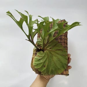 Platycerium Redleyi, The most unique to find!  Fast Shipping