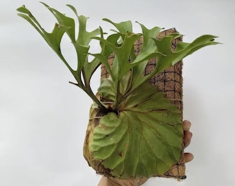 Platycerium Redleyi, Das Einzigartigste zu finden!  Schneller Versand