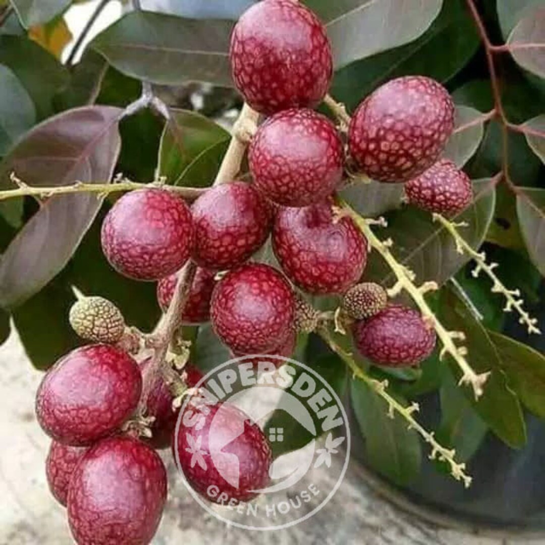 Grafted Red Ruby Longan Fruit Trees Fast Shipping by DHL Etsy