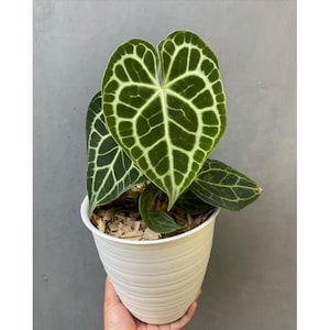 Anthurium Clarinervium Gratis Pflanzengesundheitsbescheinigung Schneller Versand