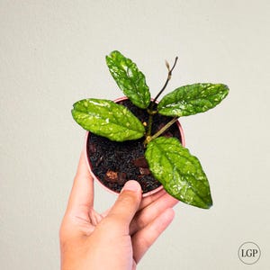 Hoya Sp Takengon The most unique Hoya flower Rare Free Phytosanitary Certificate Fast Shipping