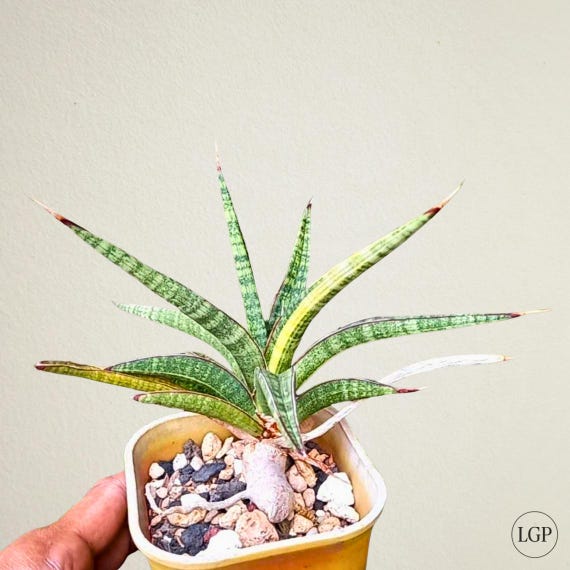 Sansevieria Volkensii Variegated Free Phytosanitary Certificate