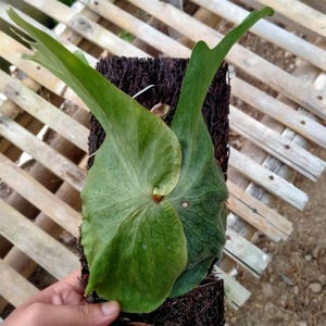 Platycerium Superbum, das Einzigartigste zu finden!  Schneller Versand