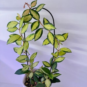 Hoya Lacunosa Midori Rare Flowering Plant