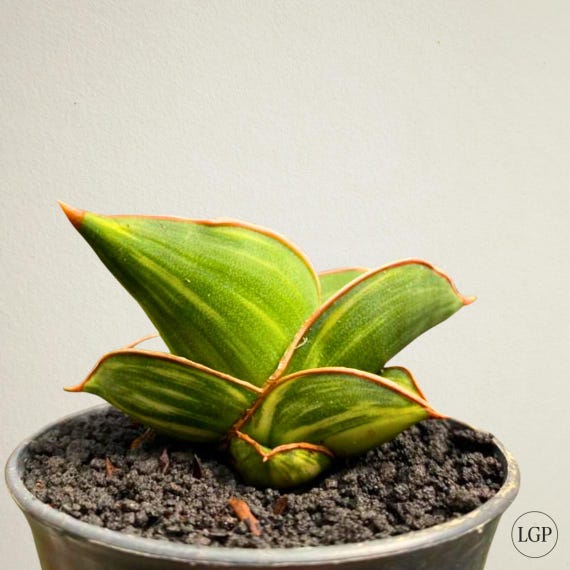 Sansevieria Samurai Dwarf Variegated Free Phytosanitary