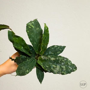 Hoya Undulata La flor de Hoya más singular ¡Es difícil encontrarla! Certificado fitosanitario gratuito Envío rápido