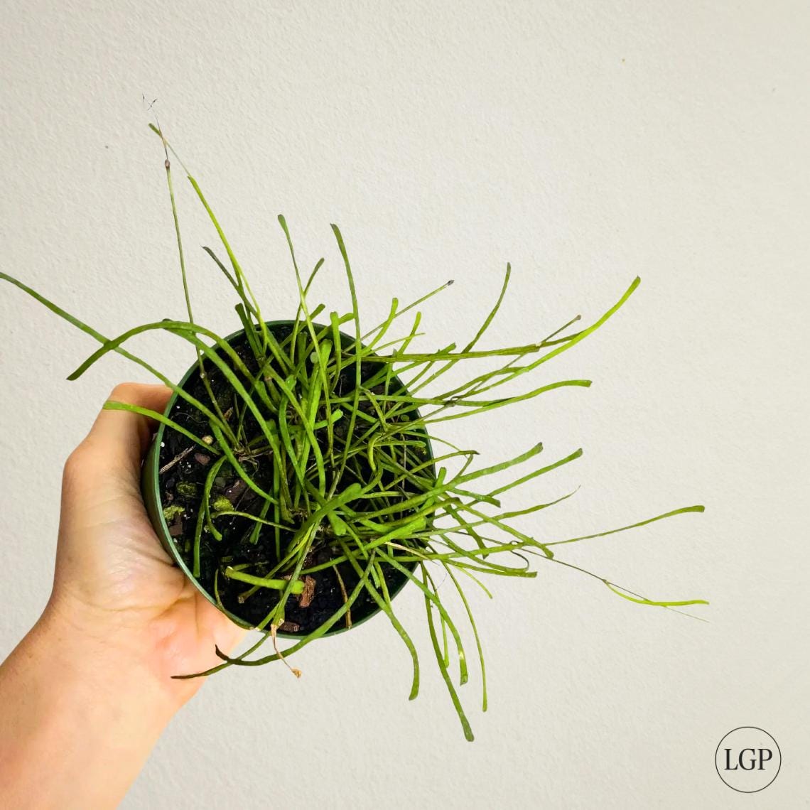 Rhipsalis cuttings - Etsy 日本